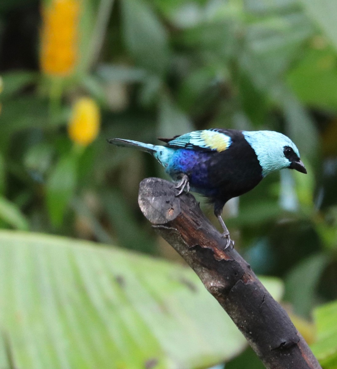 Blue-necked Tanager - Karl Overman