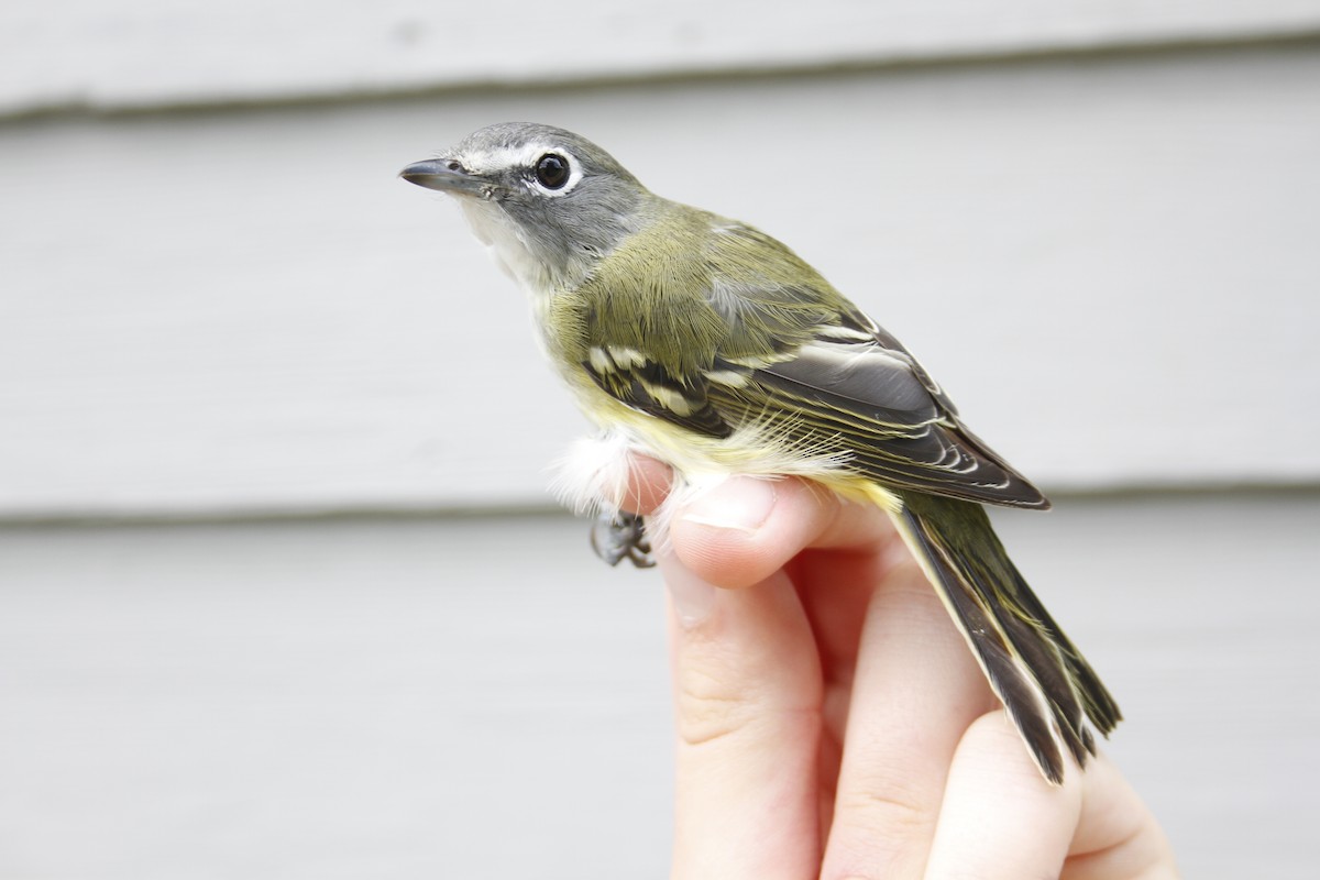 Blue-headed Vireo - Caleb Scholtens