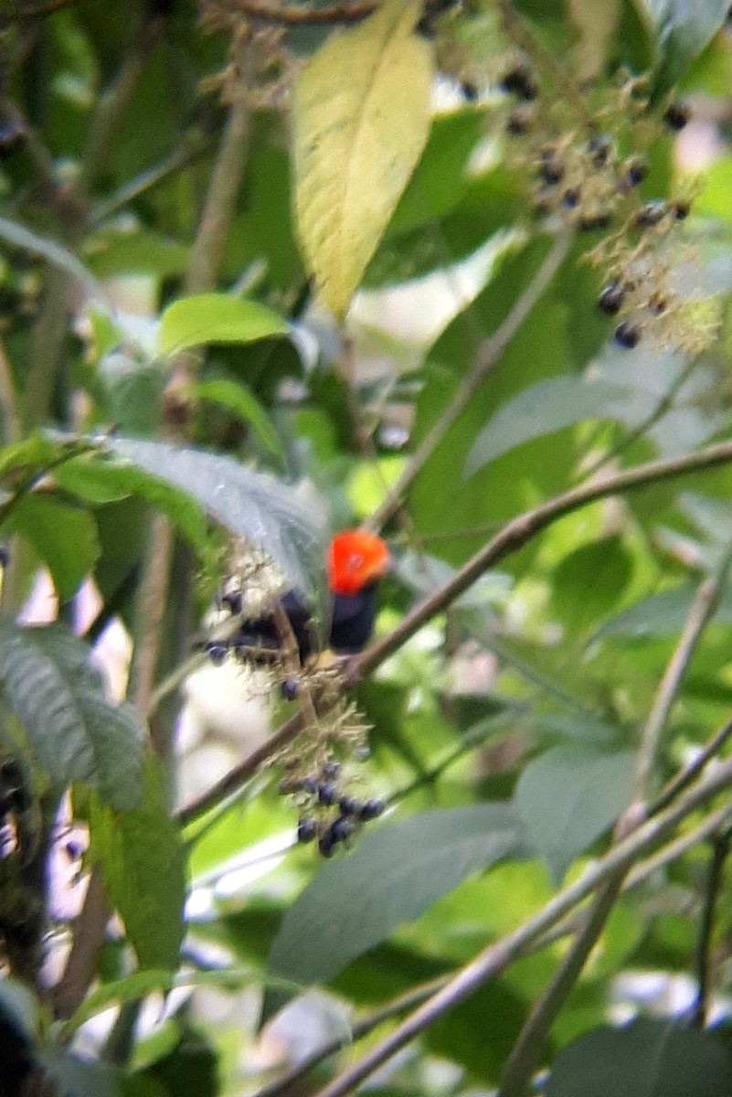 Red-capped Manakin - ML122082361