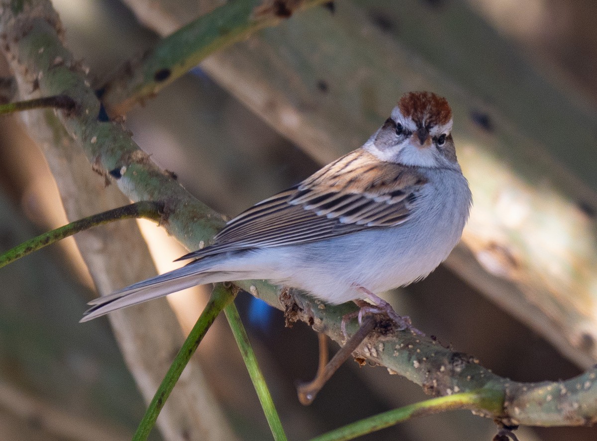 Chipping Sparrow - Roger Uzun