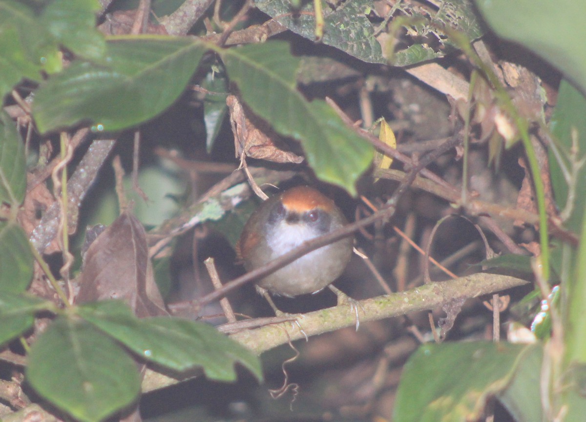 Rufous-capped Spinetail - ML122083051