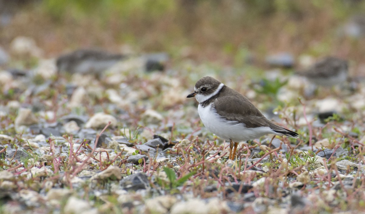 Semipalmated Plover - Marky Mutchler