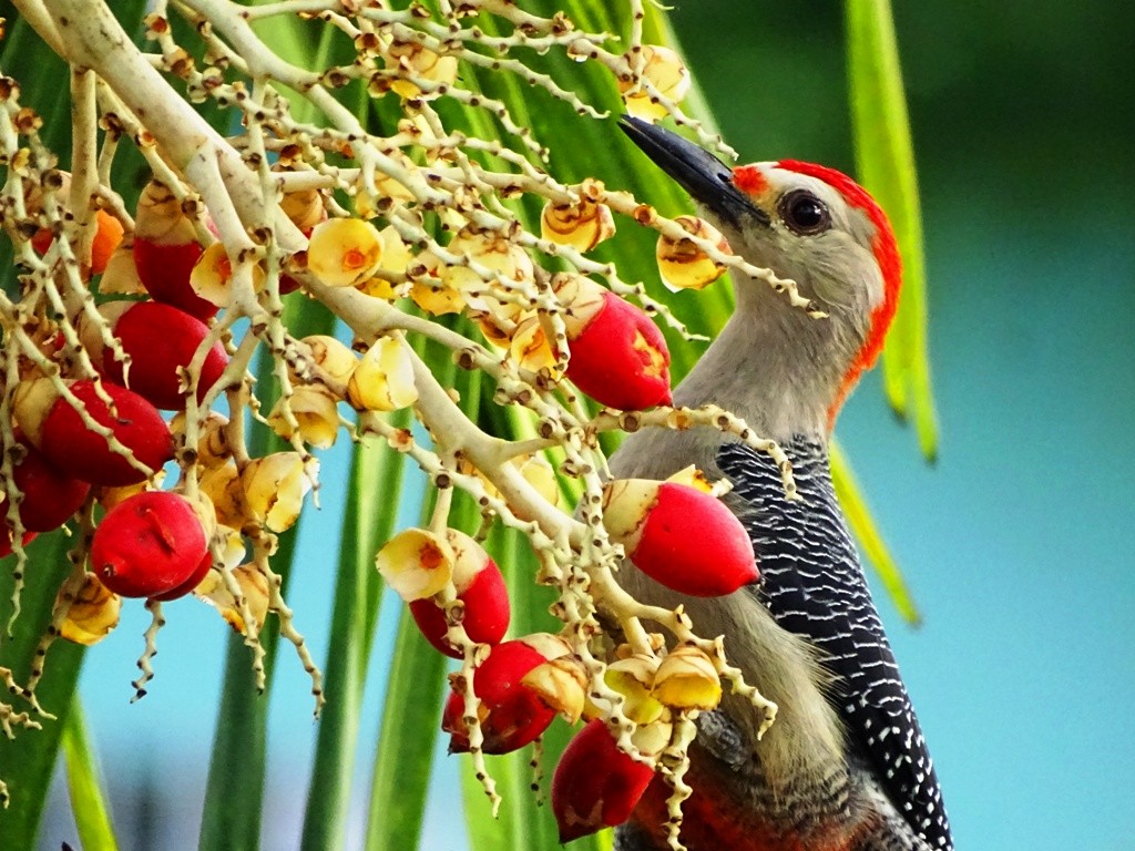 Golden-fronted Woodpecker (Velasquez's) - ML122085891