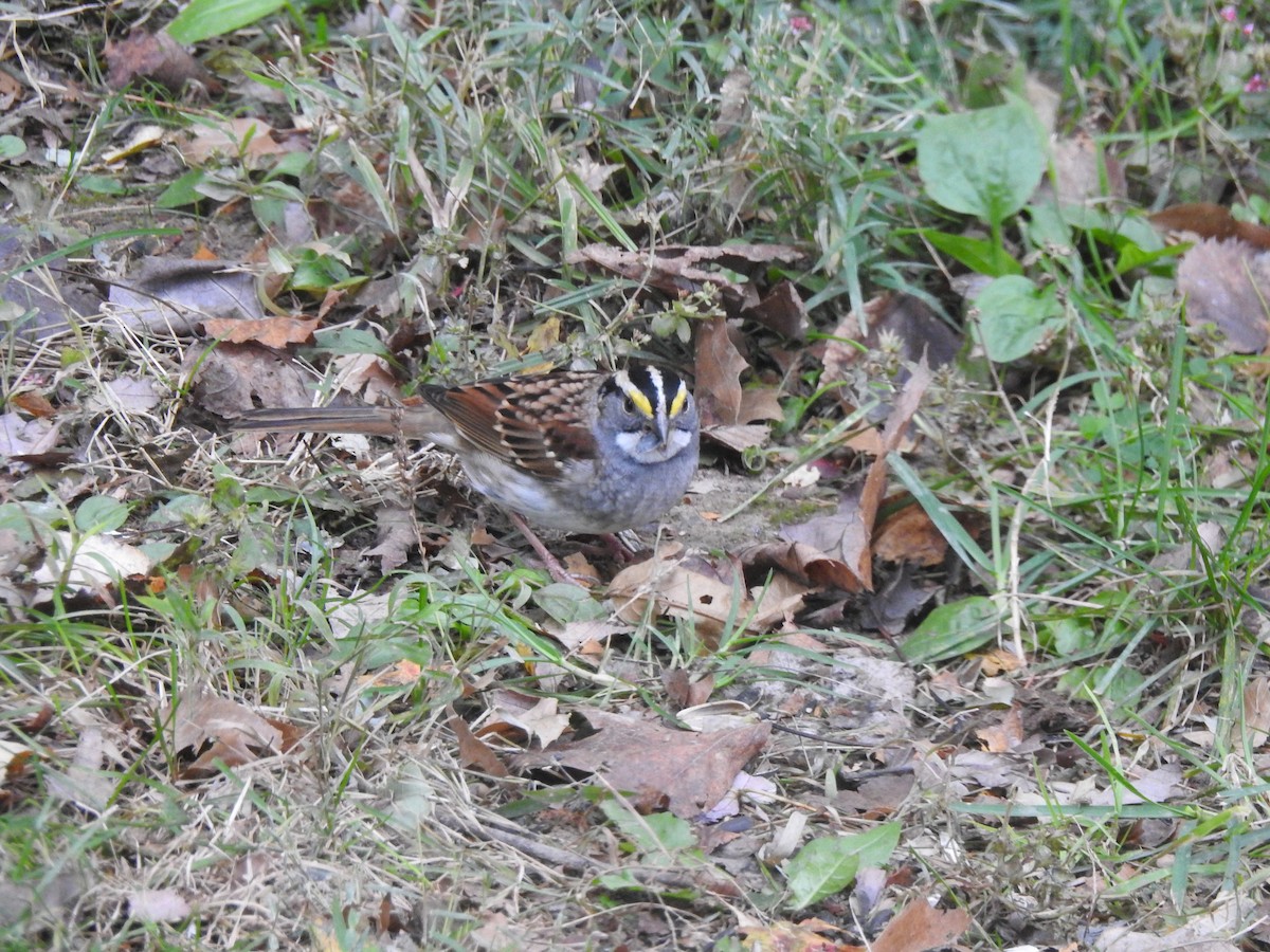White-throated Sparrow - ML122089571