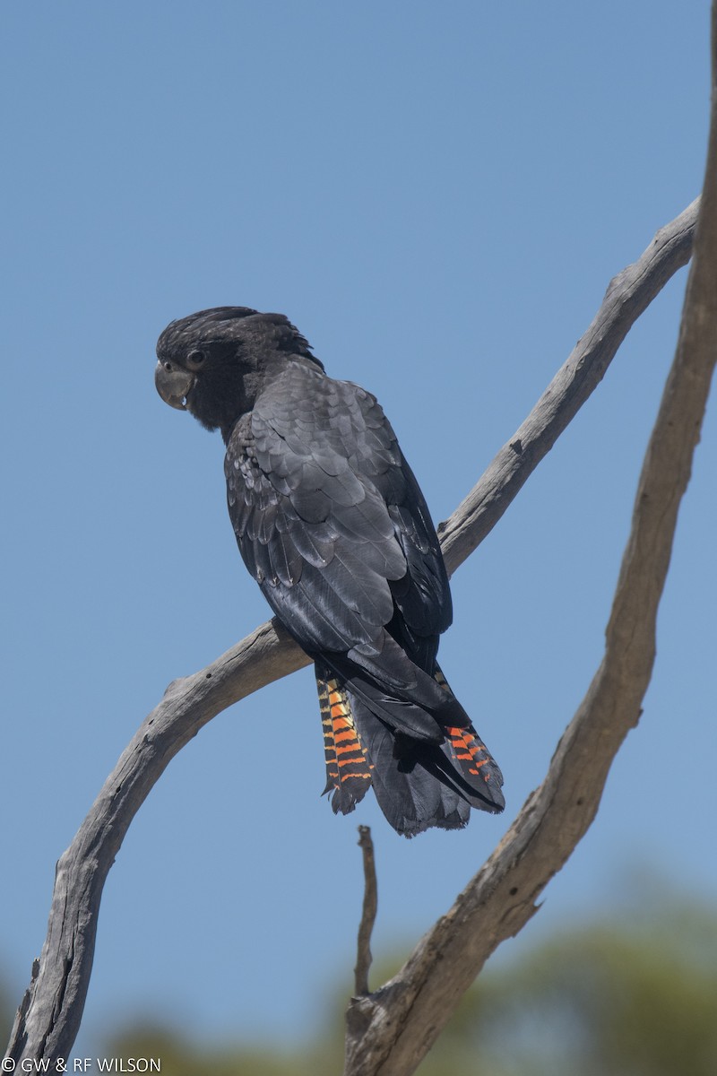 Red-tailed Black-Cockatoo - Gary & Robyn Wilson