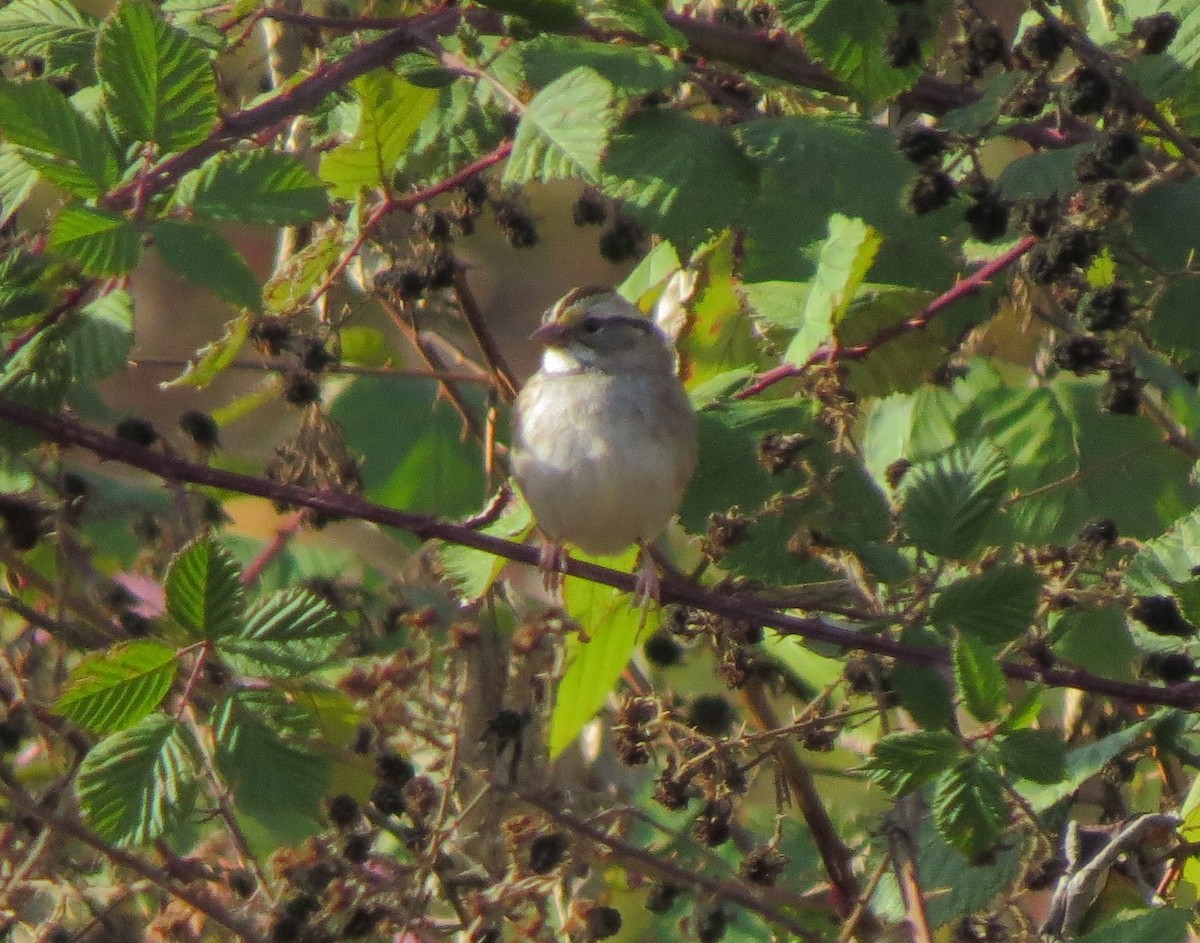 White-throated Sparrow - Matthew Hunter