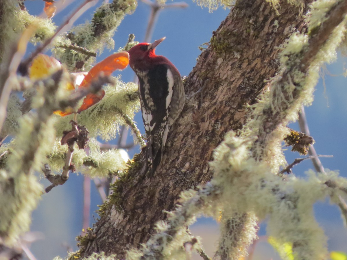 Red-breasted Sapsucker - ML122092391
