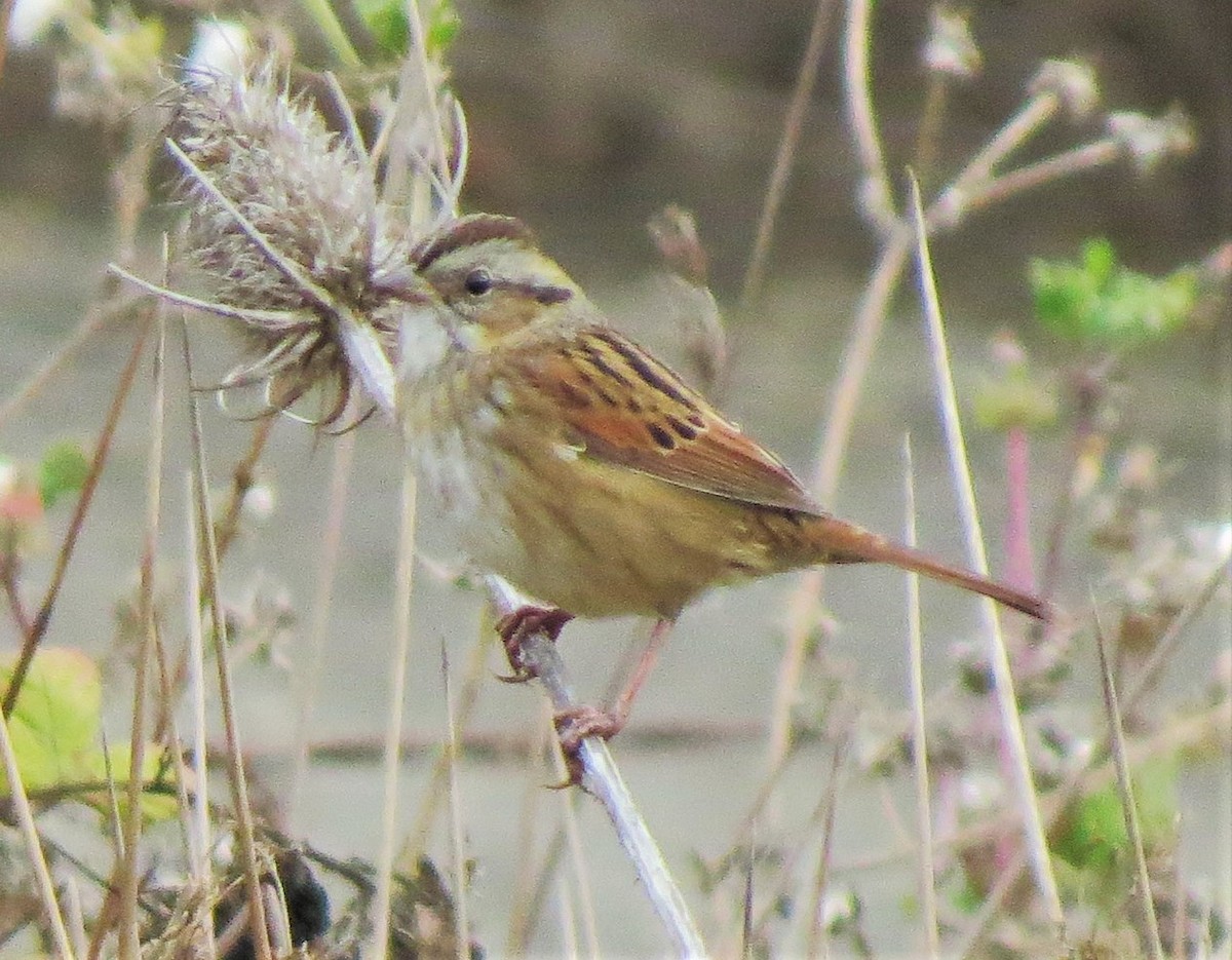 Swamp Sparrow - Matthew Hunter