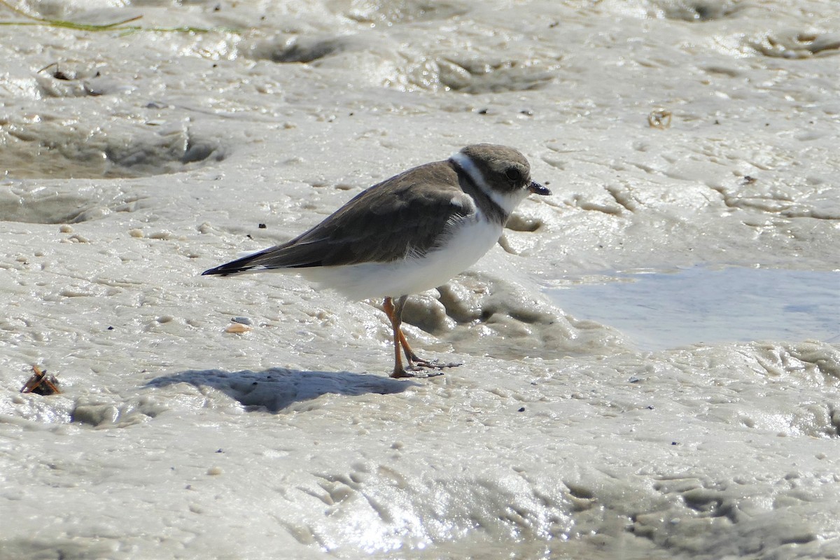 Semipalmated Plover - ML122093521