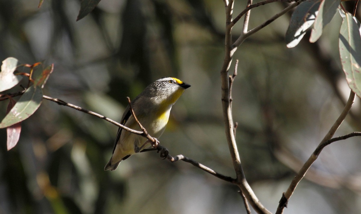 Striated Pardalote (Yellow-tipped) - Paul Brooks