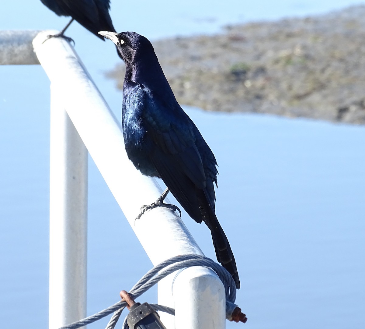 Boat-tailed Grackle - ML122101841