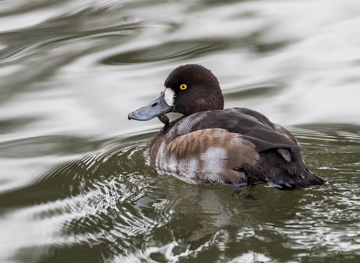 Greater Scaup - ML122102121