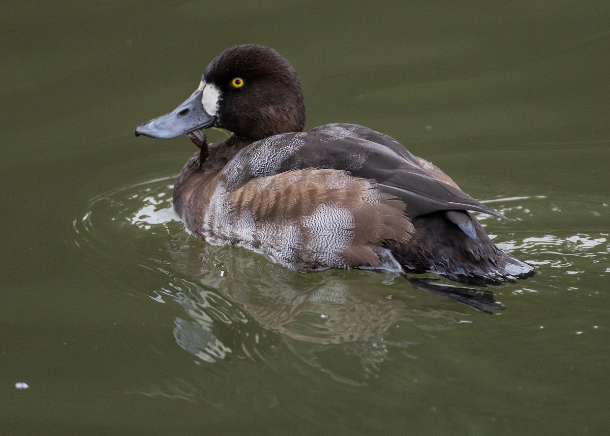 Greater Scaup - ML122102181