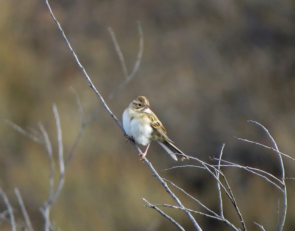 Clay-colored Sparrow - ML122102671