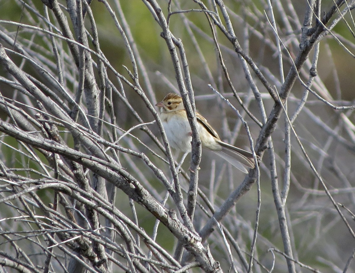 Clay-colored Sparrow - ML122102691