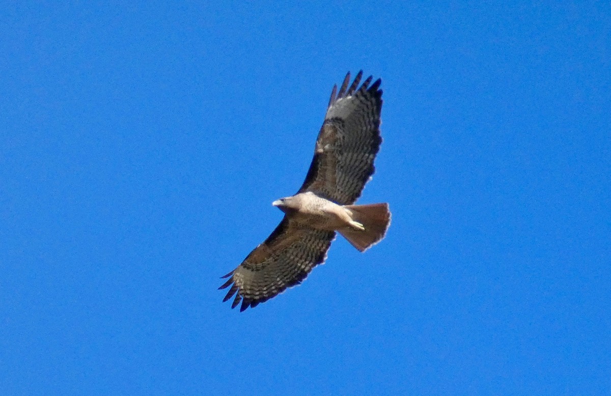 Red-tailed Hawk - John Callender