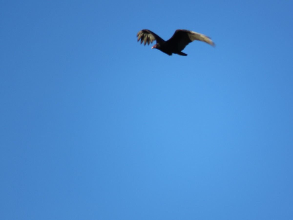 Turkey Vulture - Aura Orozco (Mexihca-Aves Birding) 🦩