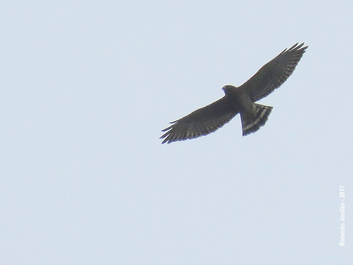 Broad-winged Hawk - ML122109671