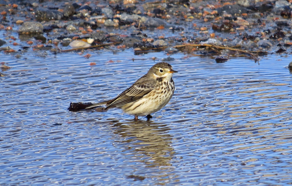 American Pipit - Mike Hearell