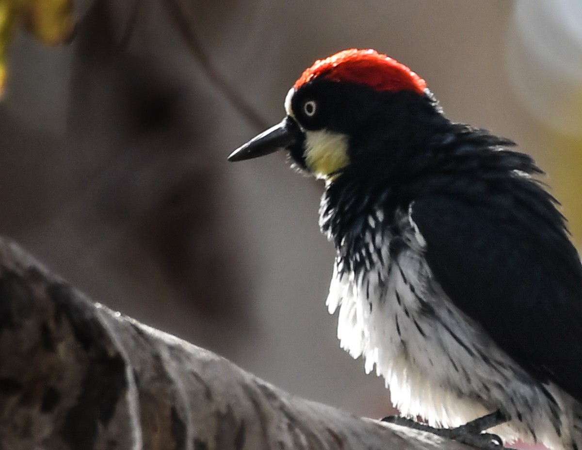 Acorn Woodpecker - josh Ketry