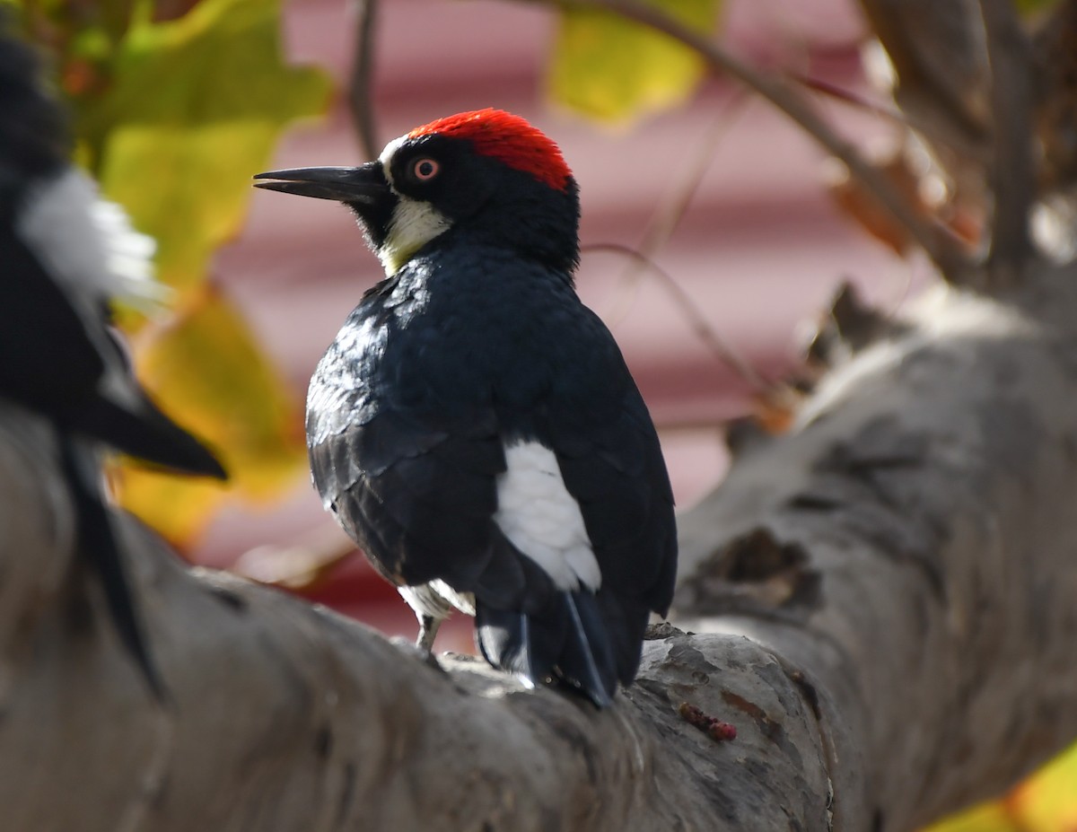 Acorn Woodpecker - josh Ketry