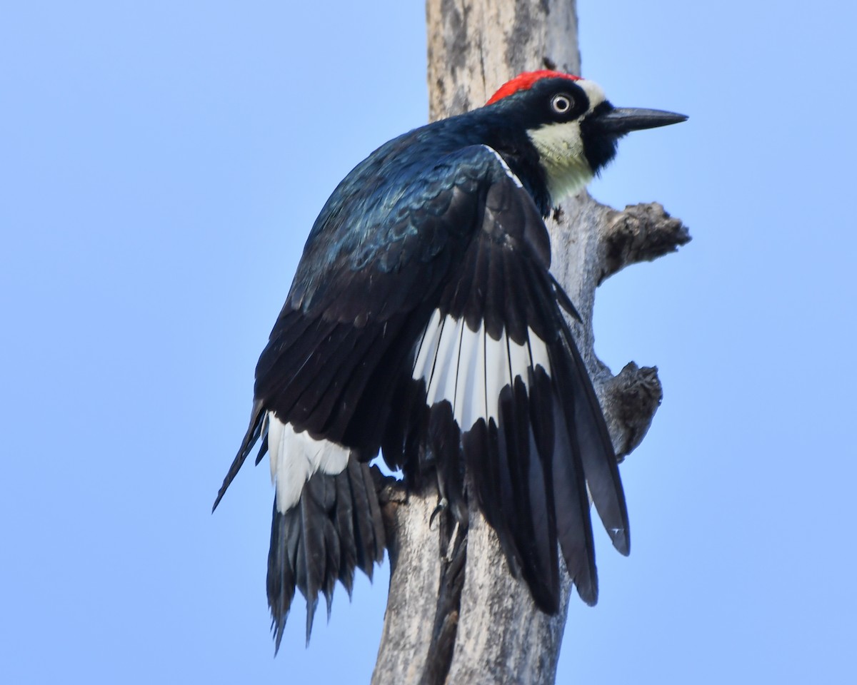 Acorn Woodpecker - ML122110241