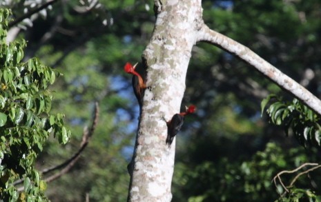 Red-necked Woodpecker - Gil Ewing