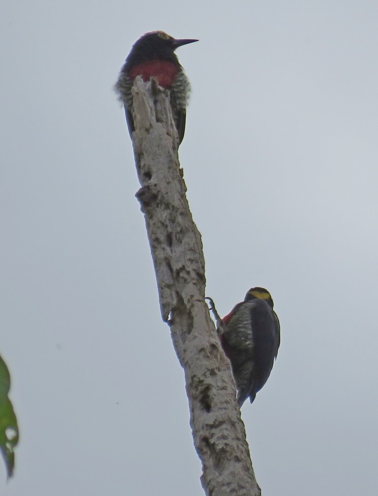 Yellow-tufted Woodpecker - ML122115371