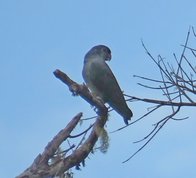 Red-billed Parrot - ML122115381