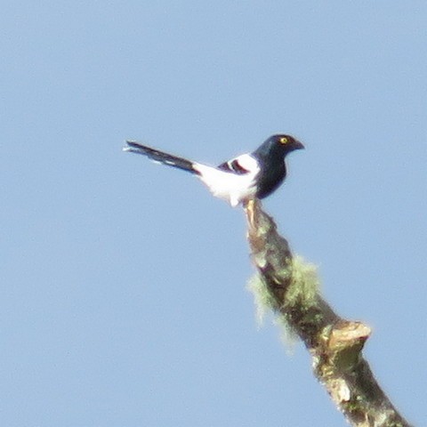 Magpie Tanager - ML122115651