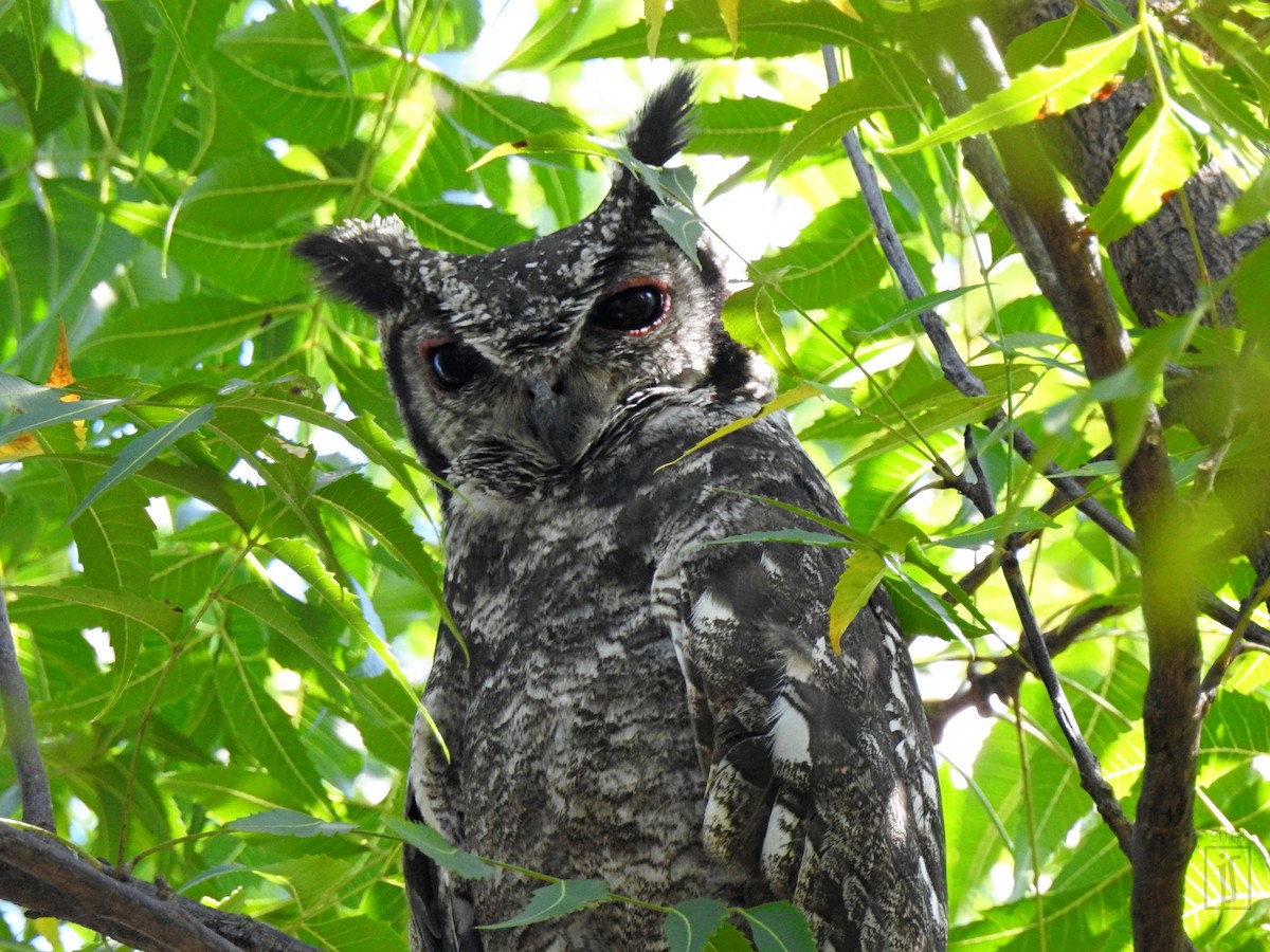 Grayish Eagle-Owl - ML122115751