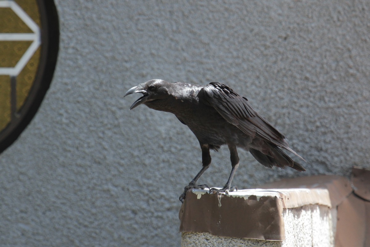 Somali Crow - ML122119051