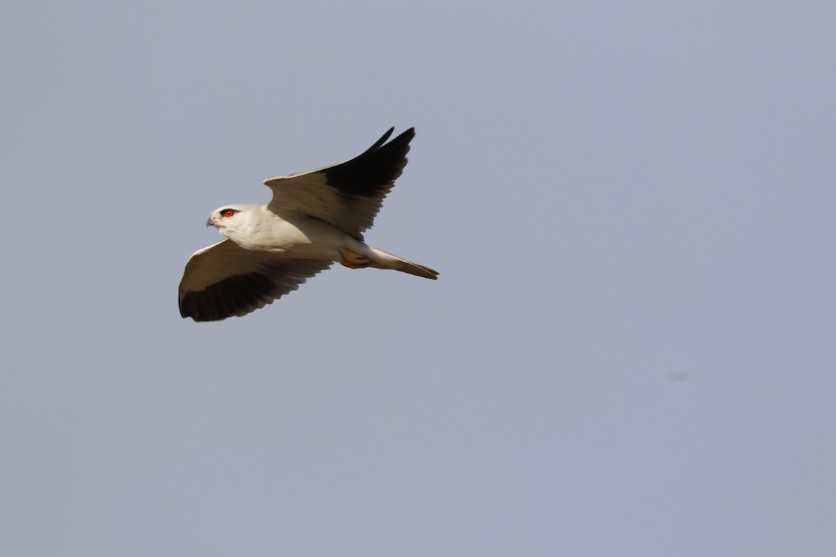 Black-winged Kite - Ali Sangchooli