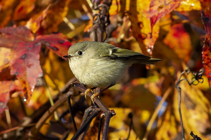 Ruby-crowned Kinglet - Martin Wall