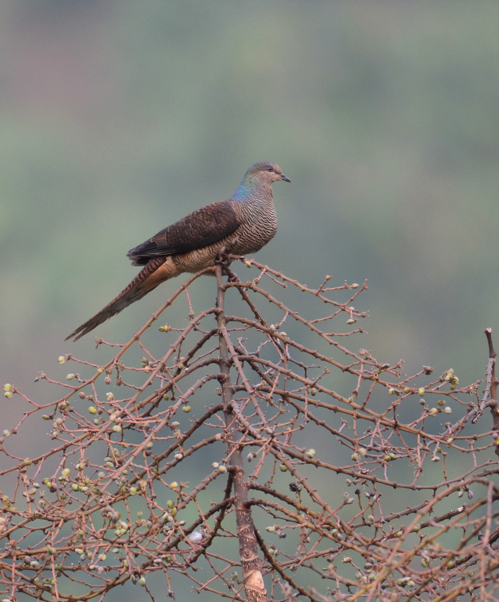 Barred Cuckoo-Dove - Arun Varghese