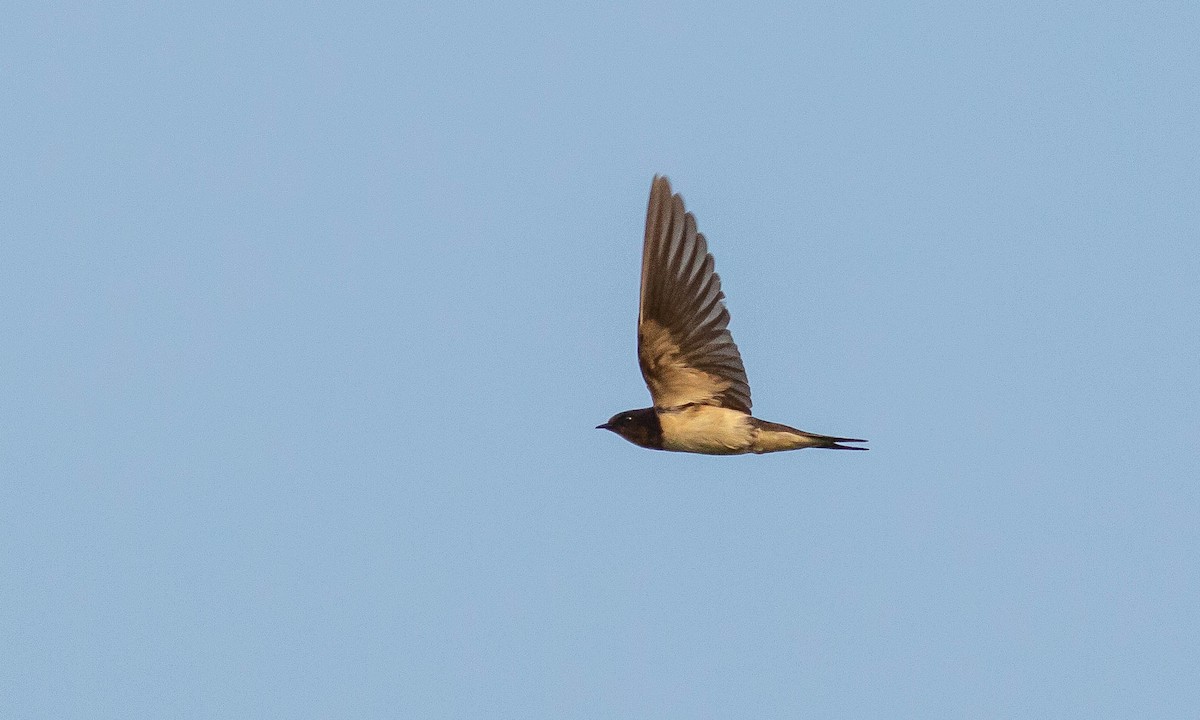 Barn Swallow (Buff-bellied) - Paul Fenwick