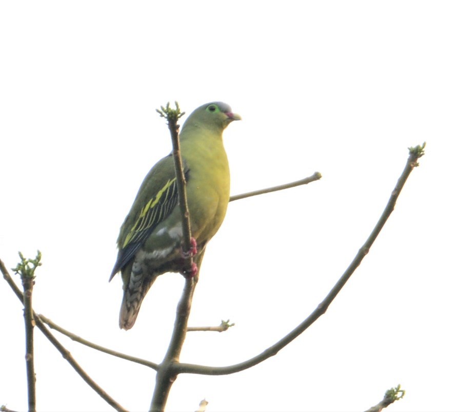 Thick-billed Green-Pigeon - ML122127491