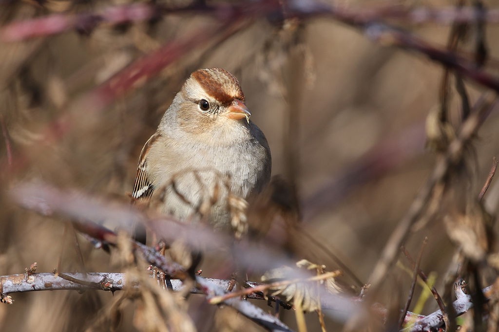 White-crowned Sparrow - ML122127921