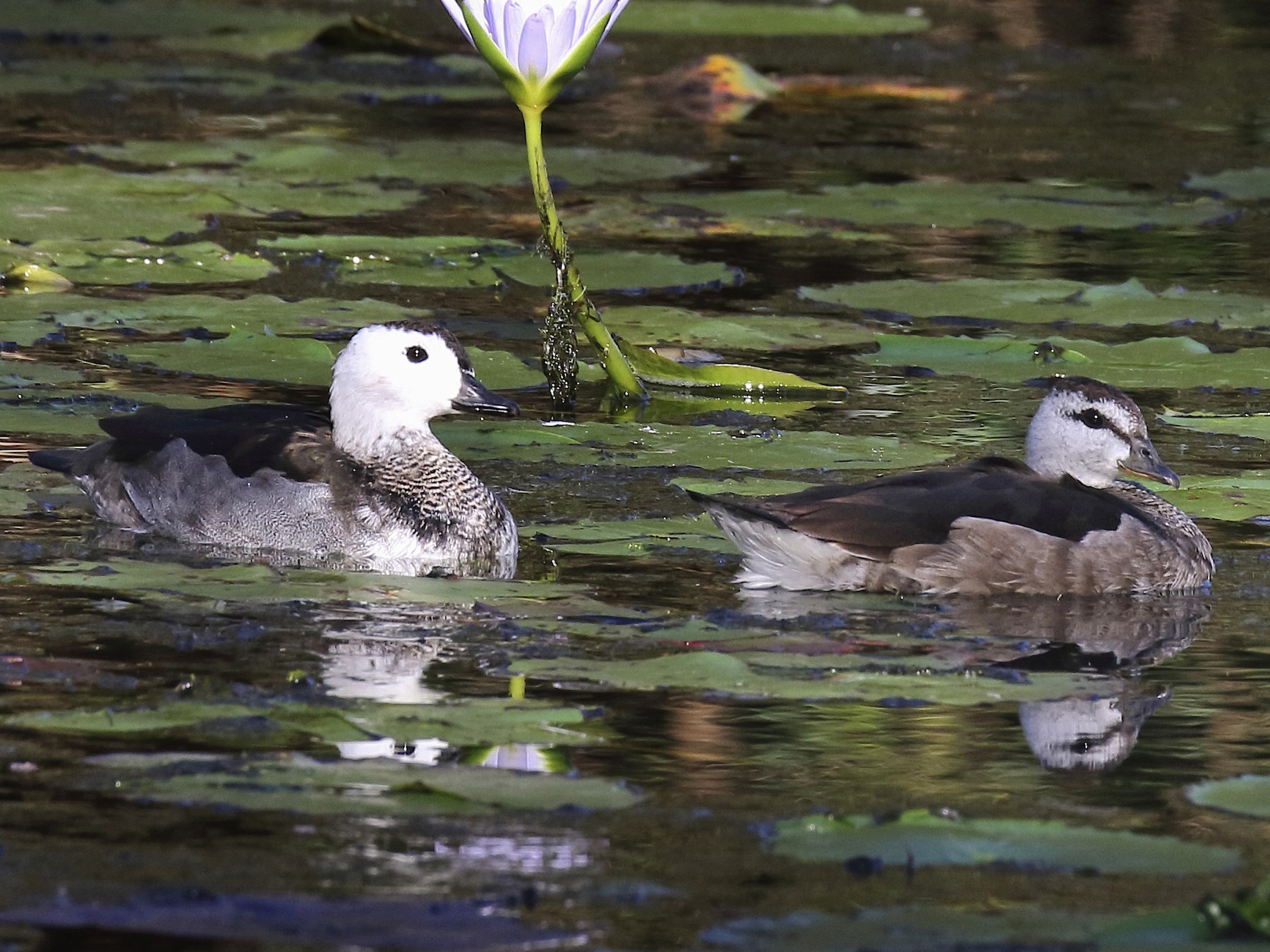 Cotton Pygmy-Goose - Chris Barnes