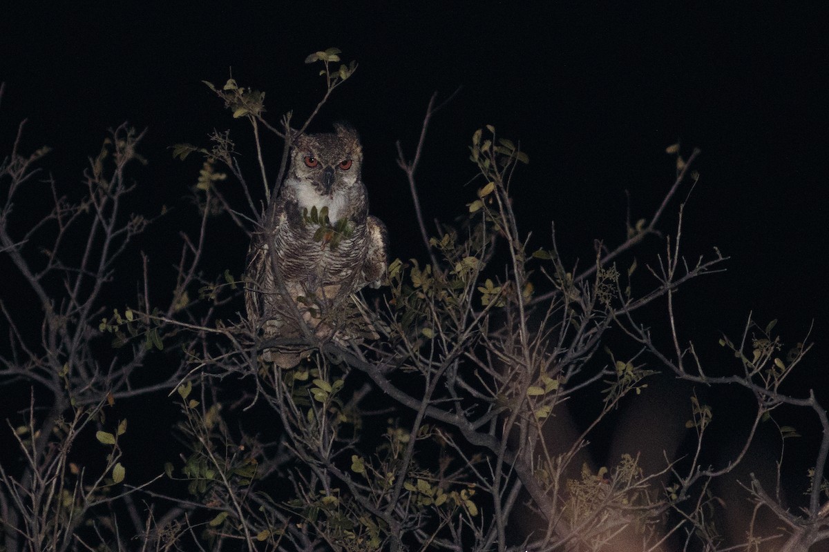 Great Horned Owl - Rafael Lima