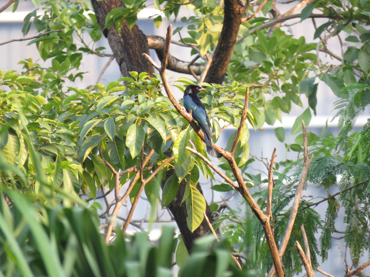 Hair-crested Drongo (Hair-crested) - Jack Noordhuizen
