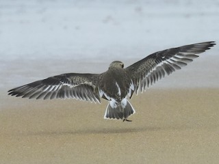 蒙古鴴/青藏鴴- eBird