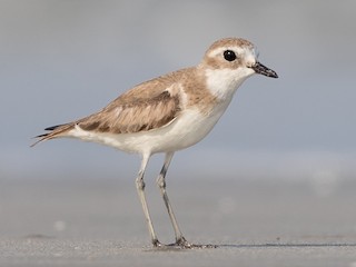 蒙古鴴/青藏鴴- eBird