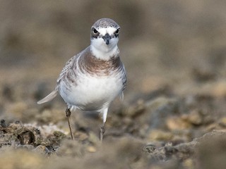 蒙古　モンゴル　徳王　蒙疆 蒙古 モンゴル 徳王 蒙疆