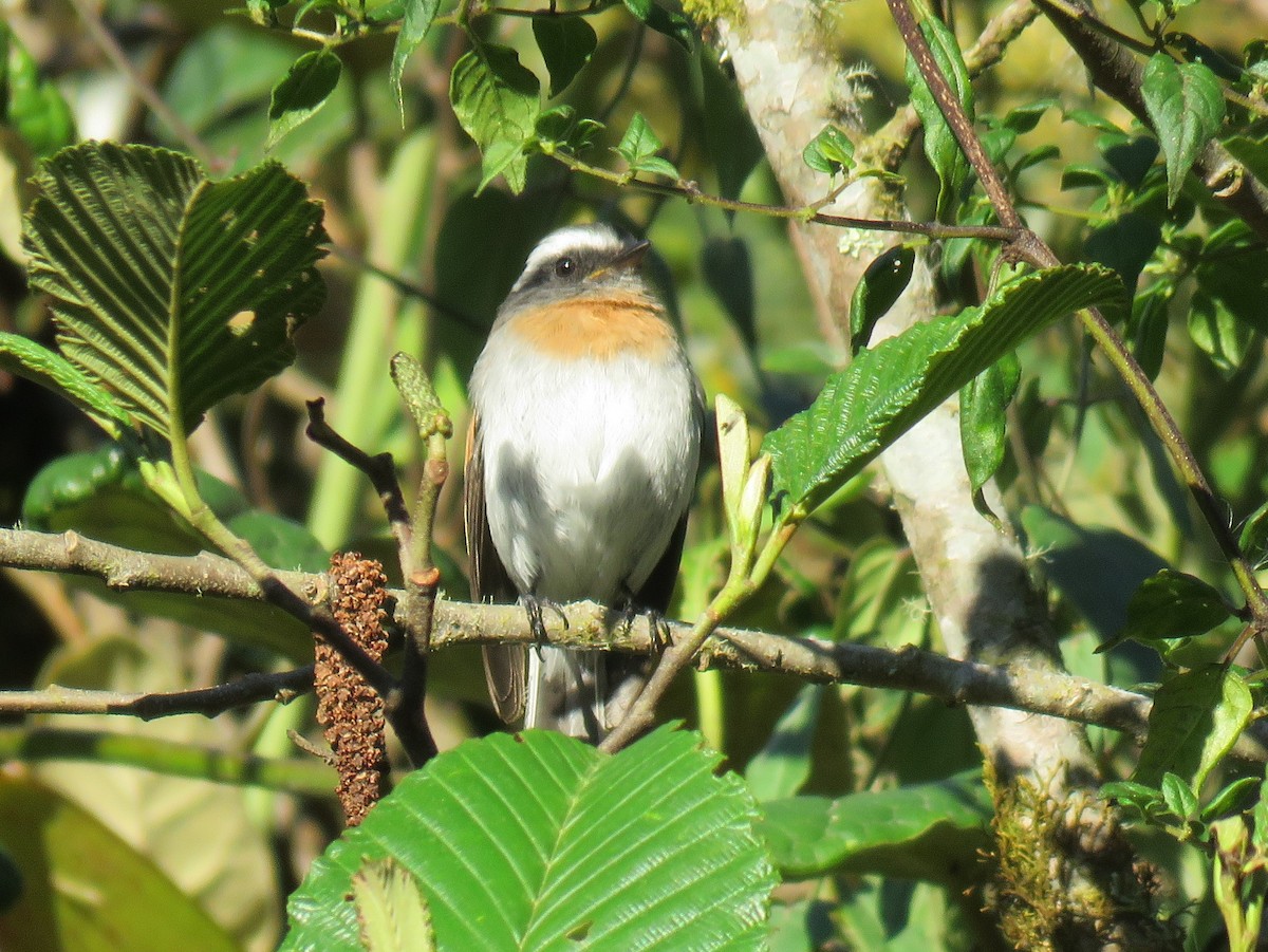 Rufous-breasted Chat-Tyrant - Colin Dillingham