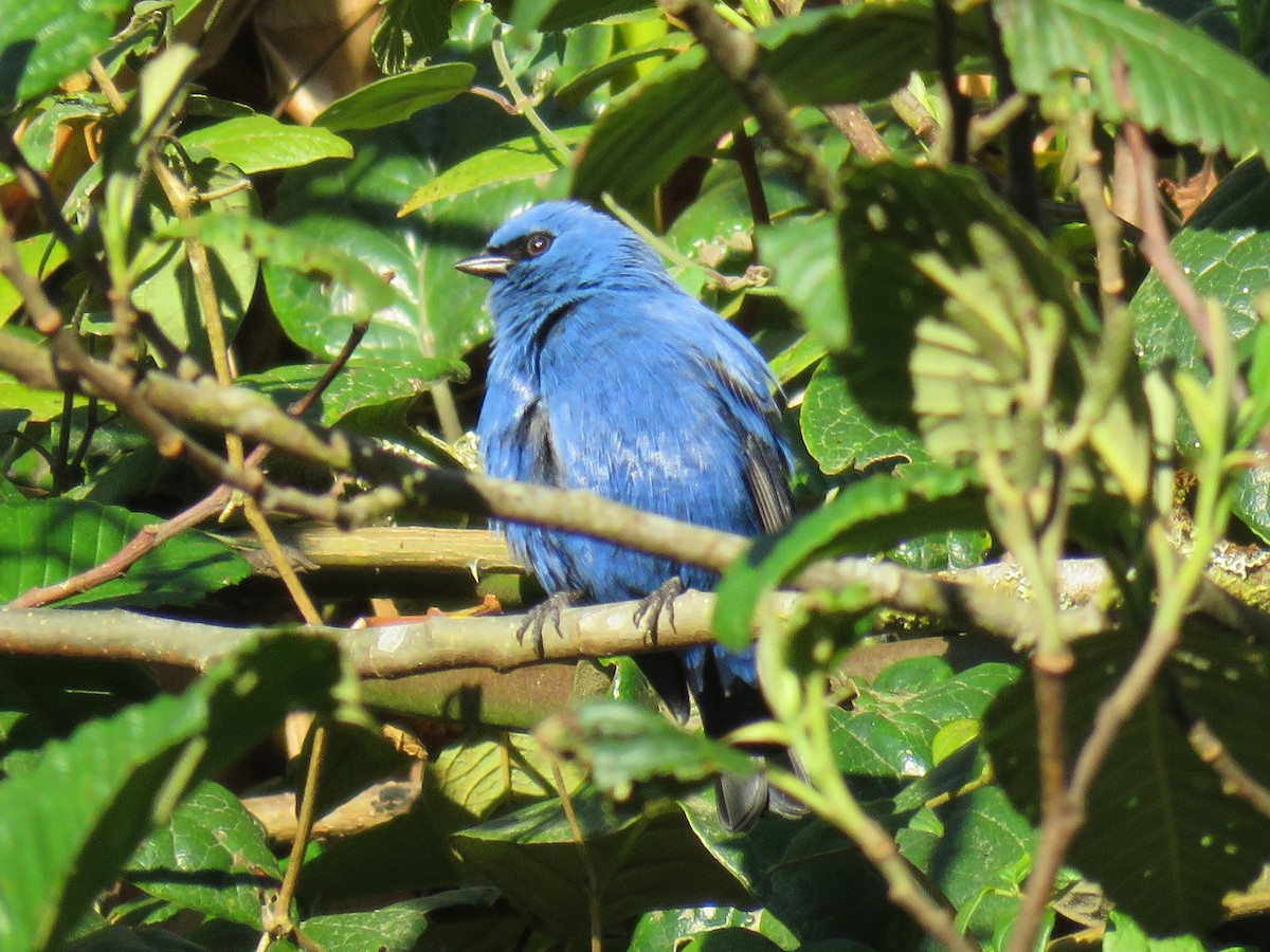 Blue-and-black Tanager - ML122130891