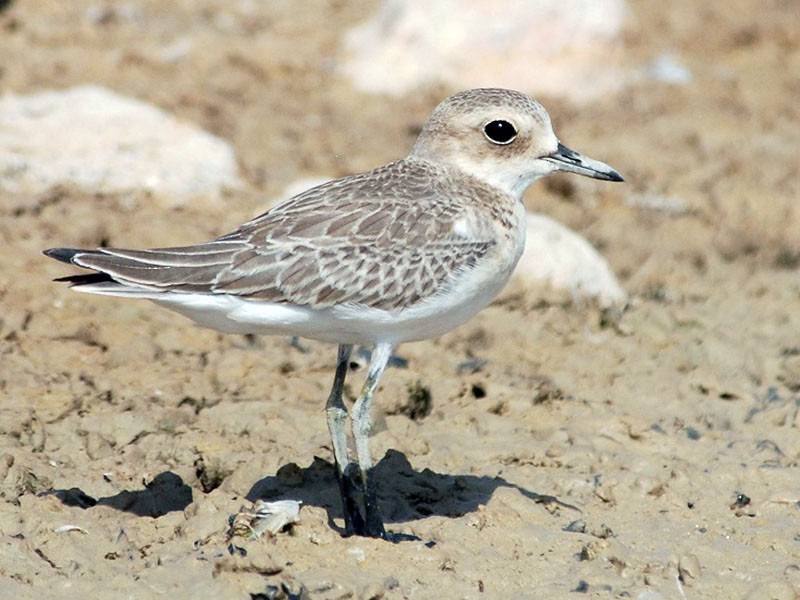 Greater Sand-Plover - Peter Arras