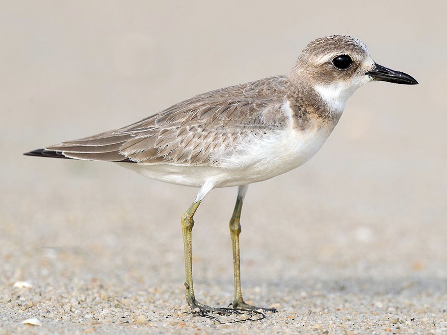 Charadrius leschenaultia: Name Telling Birds Series 19 Article by V Kirubhanandhini. பெயர் சொல்லும் பறவை 19 - உப்புக்கொத்தி Charadrius leschenaultia