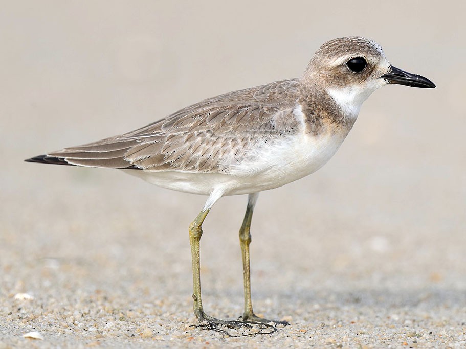 Greater Sand-Plover - Francis Yap