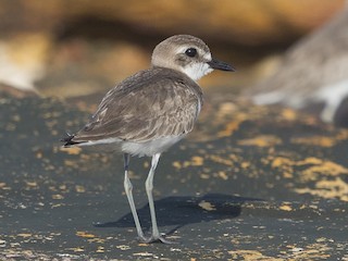 นกเต็มวัยชุดขนนอกฤดูผสมพันธุ์หรือนกวัยรุ่น - Niall D Perrins - ML122132261